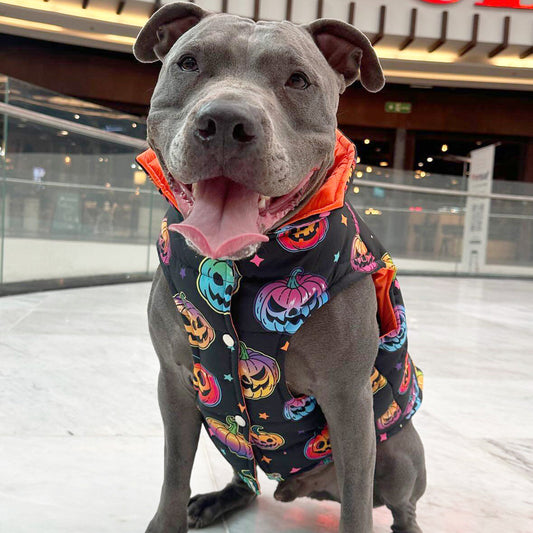 Pumpkins Padded Dog Vest
