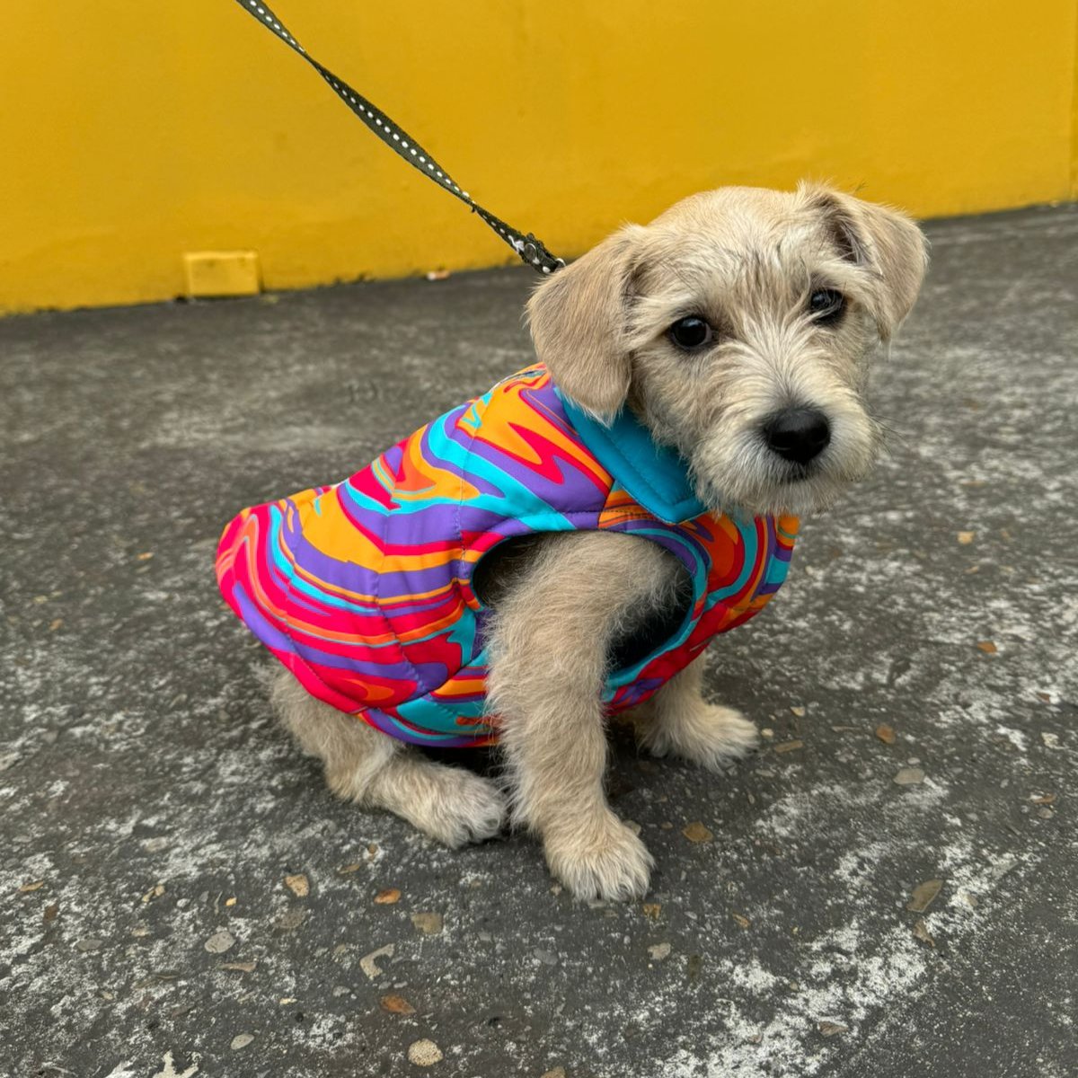 Psychedelic Tropical Padded Dog Vest